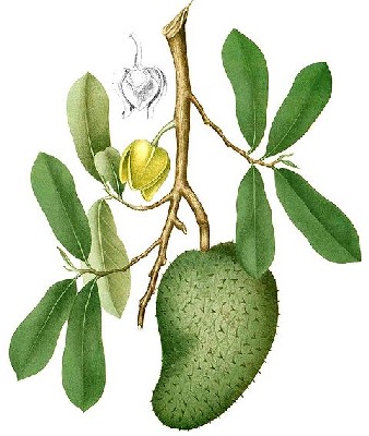 Soursop